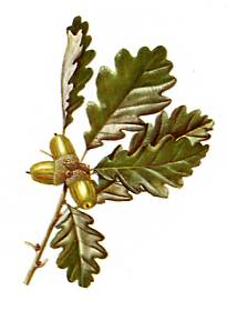 Ch�ne  (Quersus sessiliflora)